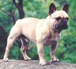 French Bulldog BELBOULECAN HISTORIE DE MA VIE
